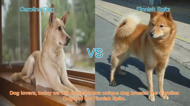 Video thumbnail for Carolina Dog vs. Finnish Spitz: A Breed Comparison