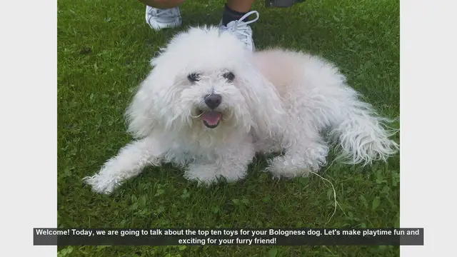 Video thumbnail for Top 10 Toys for Your Bolognese Dog: Fun and Engaging Playtime Ideas!