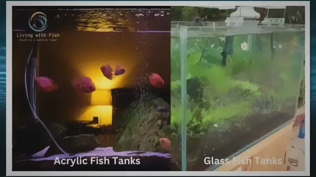 Video thumbnail for Glass vs. Acrylic Fish Tanks: Pros and Cons