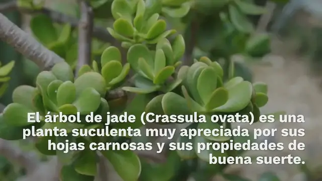 Video thumbnail for ¿Cómo plantar y mantener el árbol de jade con éxito?
