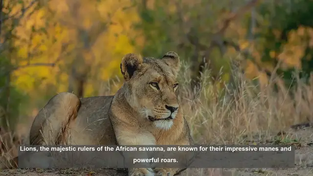 Video thumbnail for 10 Unique Social Behaviors of Lions: Teamwork in the Pride