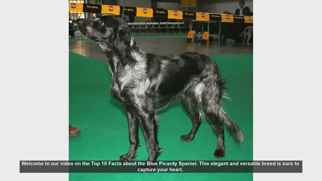 Video thumbnail for Top 10 Fascinating Facts About the Blue Picardy Spaniel
