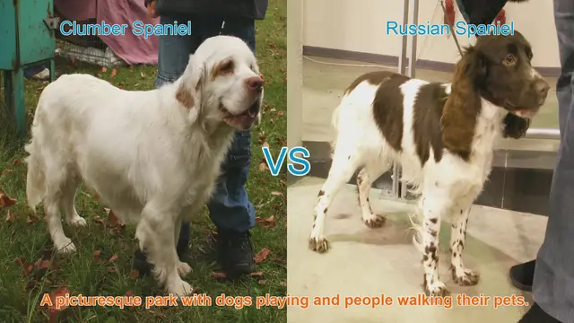 Video thumbnail for Clumber Spaniel vs. Russian Spaniel: A Breed Comparison