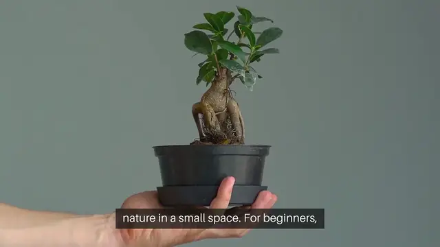 Video thumbnail for Bonsai Gardening Basics For Beginners