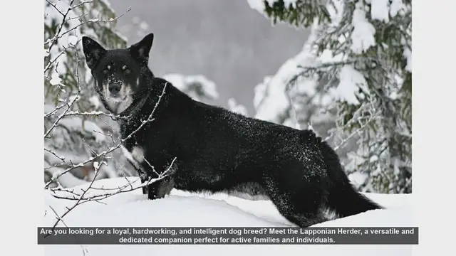 Video thumbnail for Meet the Lapponian Herder: The Perfect Active Family Dog
