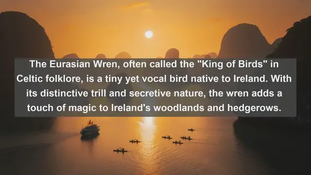 Video thumbnail for Top 10 native birds in Ireland