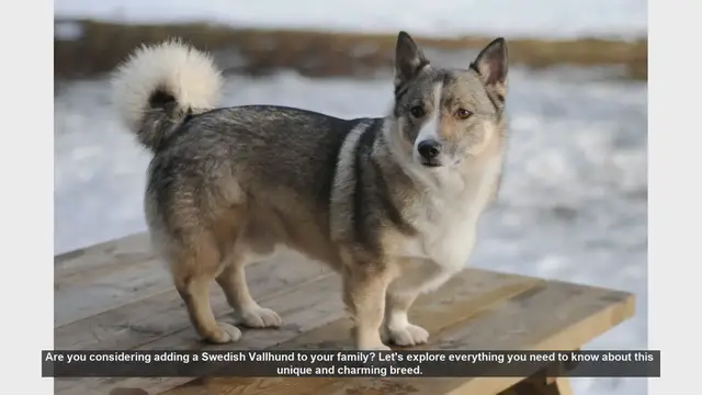 Video thumbnail for Swedish Vallhund: The Ultimate Guide to the Viking Dog