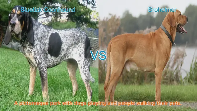 Video thumbnail for Comparing Bluetick Coonhound and Broholmer: Origins, Traits, and Care