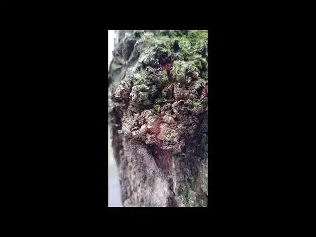 Video thumbnail for Samsung Galaxy S21+ FHD 120FPS Video | Sample Video Handheld