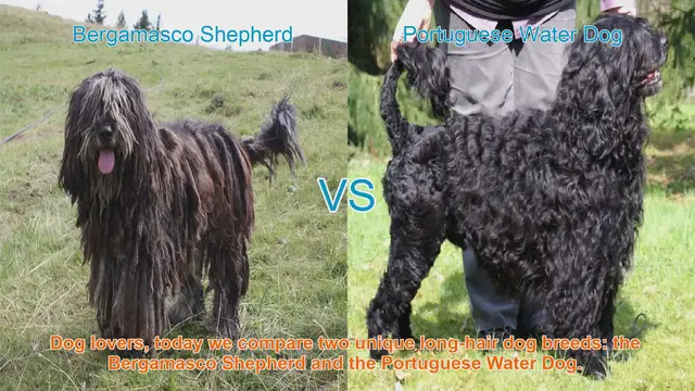 Video thumbnail for Bergamasco Shepherd vs. Portuguese Water Dog: A Comparison of Unique Long-Hair Breeds