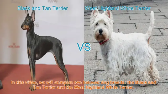 Video thumbnail for Black and Tan Terrier vs. West Highland White Terrier: A Breed Comparison