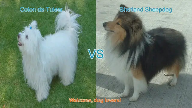 Video thumbnail for Coton de Tulear vs. Shetland Sheepdog: A Comparison of Long-Hair Dog Breeds