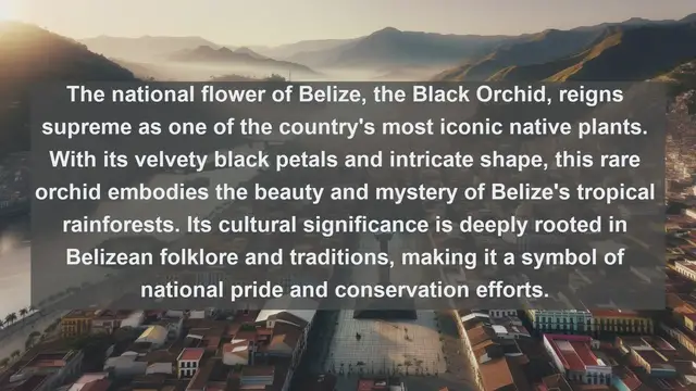 Video thumbnail for Exploring Belize's Botanical Treasures: Top 10 Native Plants Revealed