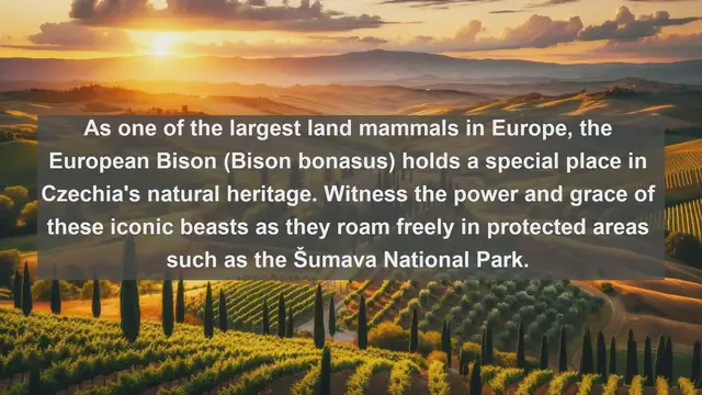 Video thumbnail for Top 10 native animals in Czechia