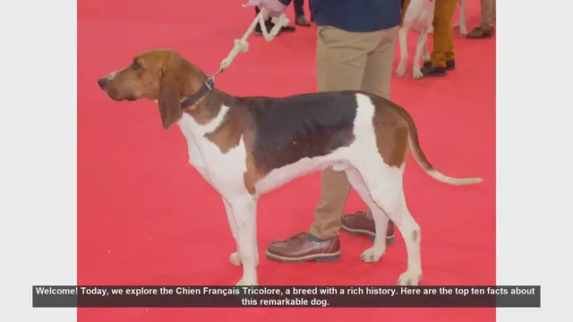 Video thumbnail for Top 10 Fascinating Facts About the Chien Français Tricolore