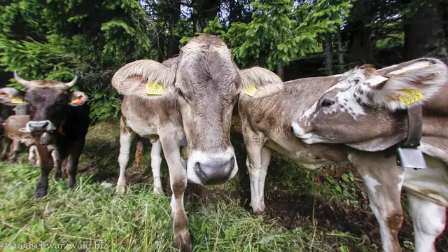 Video thumbnail for Wanderung von Rigi-Kaltbad nach Urmiberg