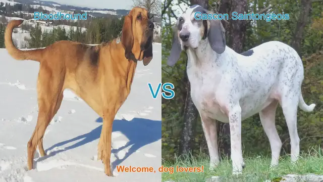 Video thumbnail for Bloodhound vs. Gascon Saintongeois: A Comparative Guide for Dog Lovers
