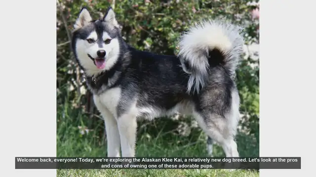 Video thumbnail for Alaskan Klee Kai: Pros and Cons of This Energetic Breed