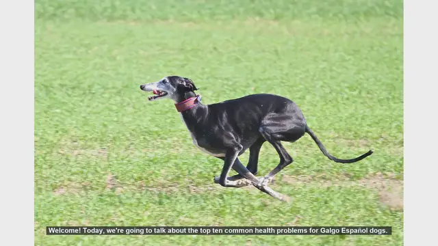 Video thumbnail for Top 10 Common Health Problems in Galgo Español Dogs