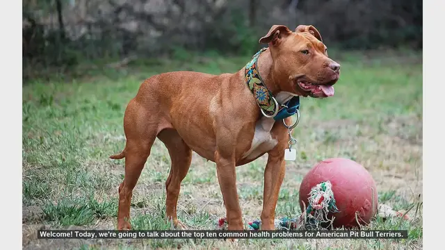 Video thumbnail for Top 10 Common Health Problems in American Pit Bull Terriers