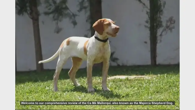 Video thumbnail for Ca Mè Mallorquí: The Loyal and Versatile Majorca Shepherd Dog