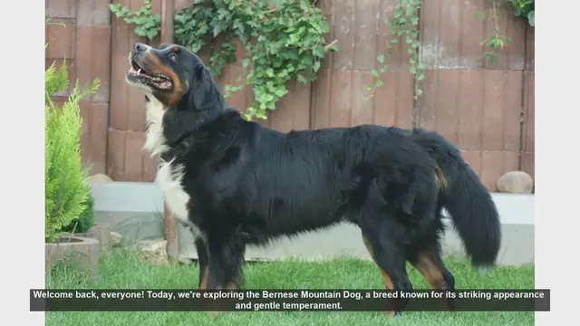 Video thumbnail for Bernese Mountain Dogs: Pros and Cons of This Gentle Giant