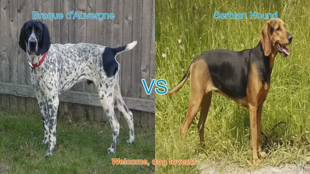 Video thumbnail for Braque d'Auvergne vs. Serbian Hound: A Comparison of Two Remarkable Dog Breeds