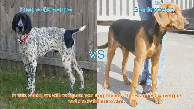 Video thumbnail for Braque d'Auvergne vs. Schillerstövare: A Comprehensive Comparison