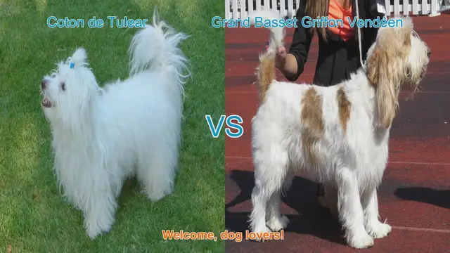 Video thumbnail for Coton de Tulear vs. Grand Basset Griffon Vendéen: A Breed Comparison