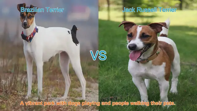 Video thumbnail for Brazilian Terrier vs. Jack Russell Terrier: A Comparison of Energetic Dog Breeds