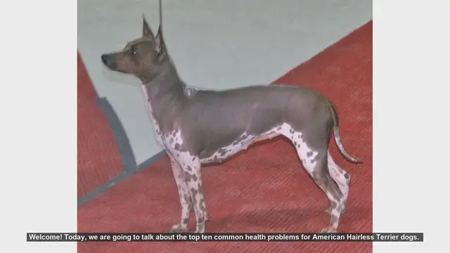 Video thumbnail for Top 10 Common Health Problems in American Hairless Terriers