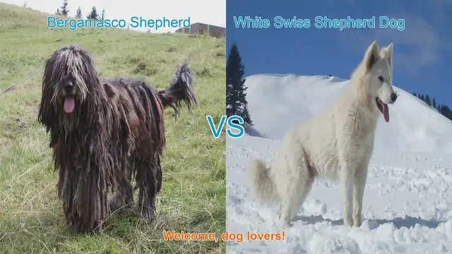 Video thumbnail for Bergamasco Shepherd vs. White Swiss Shepherd Dog: A Comprehensive Comparison