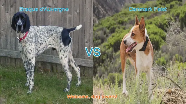 Video thumbnail for Braque d'Auvergne vs. Denmark Feist: A Comprehensive Breed Comparison