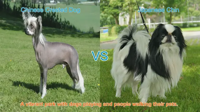Video thumbnail for Comparing Chinese Crested Dog and Japanese Chin: A Breed Showcase