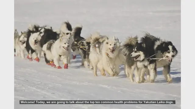 Video thumbnail for Top 10 Common Health Problems in Yakutian Laika Dogs
