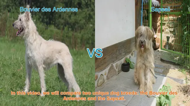 Video thumbnail for Bouvier des Ardennes vs. Sapsali: A Comprehensive Breed Comparison