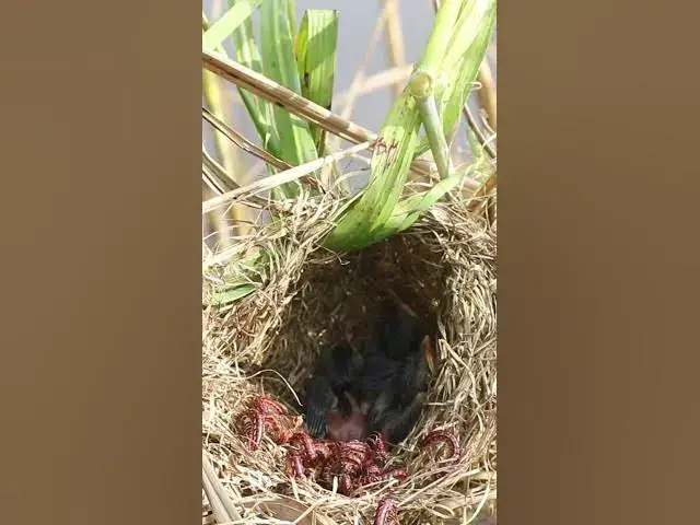 Video thumbnail for Babies Bird Eating Worm #034  #birdfeed #nature #electriceels #birdfeeder #birdslover  #birdfood