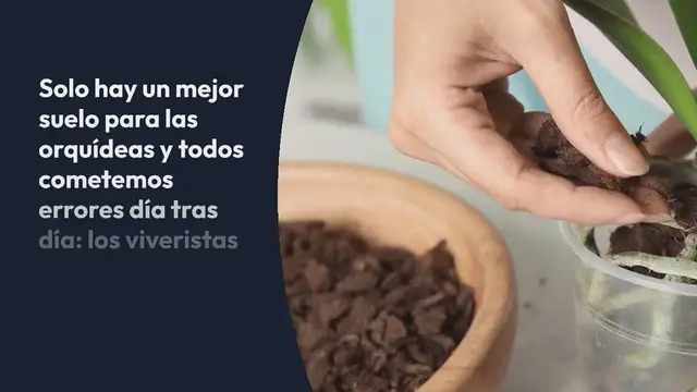Video thumbnail for Se ha revelado la mejor tierra para las orquídeas, quizás siempre te equivocaste: cuál es