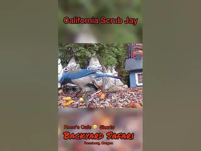 Video thumbnail for Backyard Safari Shorts #birdwatching