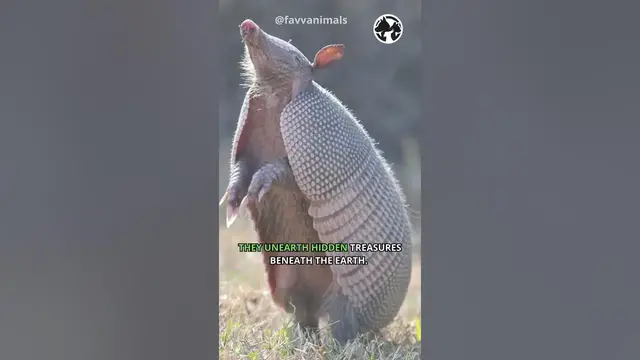 'Video thumbnail for Armadillo Armory Unveiling Nature's Miniature Tank #shorts #armadillo'
