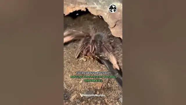 'Video thumbnail for Silk Spinners  - The Fascinating World Of Tarantulas #shorts #tarantulas'
