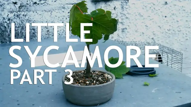 'Video thumbnail for The Little Sycamore Seedling Part 3'