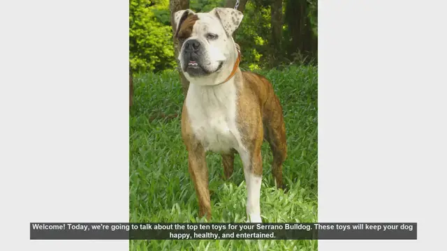 Video thumbnail for Top 10 Toys for Your Serrano Bulldog: Keep Them Happy and Healthy!