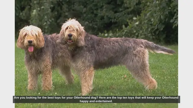 Video thumbnail for Top 10 Toys to Keep Your Otterhound Happy and Entertained