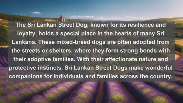 Video thumbnail for Unveiling Sri Lanka's Top 10 Beloved Pets: A Guide to Animal Companionship