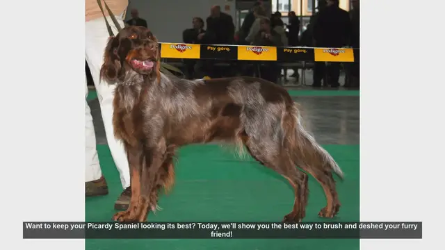 Video thumbnail for How to Brush and Deshed Your Picardy Spaniel: Essential Tips!