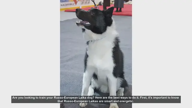 Video thumbnail for Top Tips for Training Your Russo-European Laika