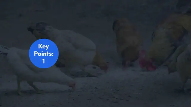 Video thumbnail for Health_Risks_of_Factory_Chicken