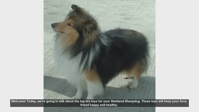 Video thumbnail for Top 10 Toys to Keep Your Shetland Sheepdog Happy and Healthy