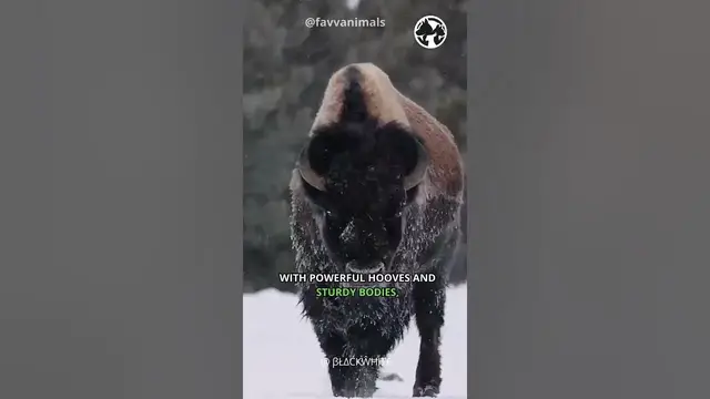 'Video thumbnail for Plains Nomads The Majestic Bison Herds #shorts #bison'